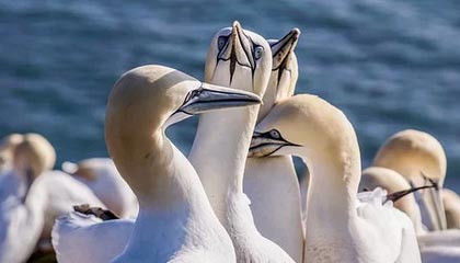 九游娱乐官网 (JIUYOU)-勇士快攻打出节奏击败灰熊，勇士打法