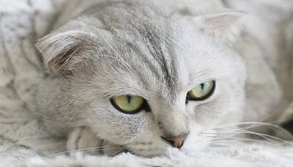 九游（jiuyou.com）游戏-切尔西获胜在望，塞维利亚尽力不懈，切尔西vs塞维利亚比分预测