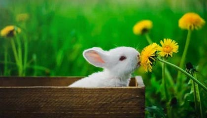 Jiuyou-米兰德比国米摆平AC米兰平局继续排名之争，米兰德比谁赢得多